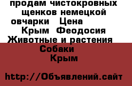 продам чистокровных щенков немецкой овчарки › Цена ­ 8 000 - Крым, Феодосия Животные и растения » Собаки   . Крым